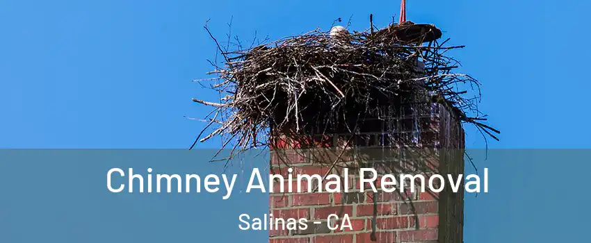 Chimney Animal Removal Salinas - CA
