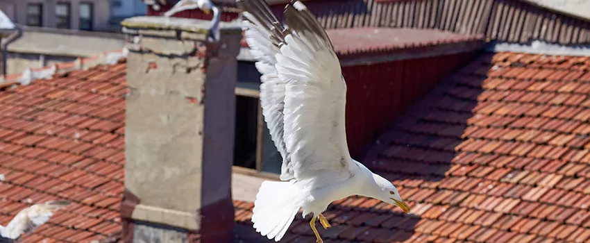 Residential Chimney Animal Removal Solution in Salinas, CA